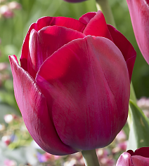 Тюльпан триумф Атилла Граффити, 11/12, 1 шт.