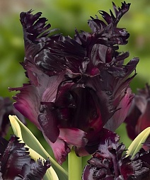 Тюльпан попугайный Фрозен Найт, 11/12, 1 шт.