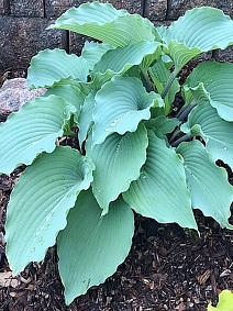 Хоста Скайрайтер, 1 шт.