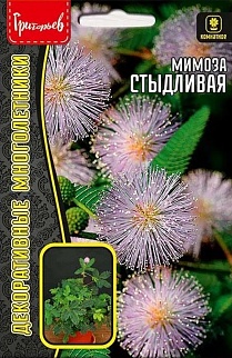 Мимоза стыдливая (Mimosa pudica), 20 шт.