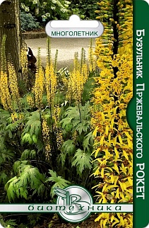 Бузульник Пржевальского Рокет, 8 шт. Биотехника