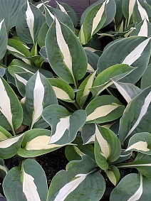 Хоста Вирли Поп, 1 шт.