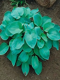 Хоста Бакшоу Блю, 1 шт.