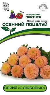 Астра китайская Осенний Поцелуй, 5 шт. С любовью