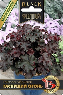 Гейхера гибридная Гаснущий огонь, 8 шт. Black Platinum Биотехника