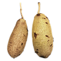 Кигелия