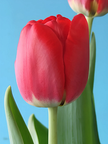 Тюльпан триумф Антарктика Файр, 11/12, 1 шт.