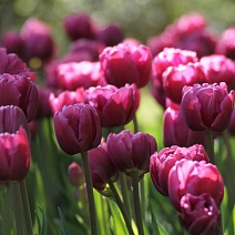 Тюльпан махровый ранний Дабл Флэг, 11/12, 1 шт.