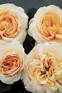 Роза парковая Дэни Хан/ЦКор