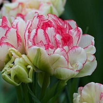 Тюльпан махровый поздний Дабл Близз, 12/+, 1 шт.