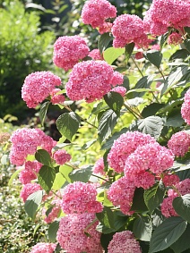 Гортензия древовидная Пинк Анабель/ЦКорЛюкс