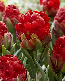 Тюльпан густомахровый многоярусный Бастер Рэд, 11/12, 1 шт.