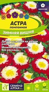 Астра Зимняя Вишня помпонная, 0,2 г