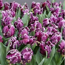 Тюльпан попугайный Мистериос Пэррот, 11/12, 1 шт.