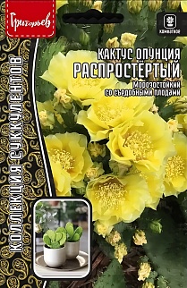 Кактус опунция Распростёртый, 4 шт.