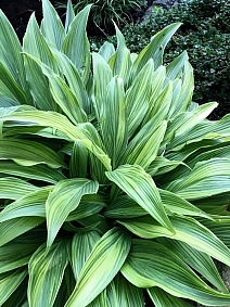 Хоста Хиюга Ураджиро, 1 шт.