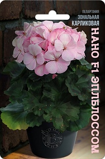 Пеларгония зональная карликовая Нано F1 Эплблоссом, 5 шт. Биотехника