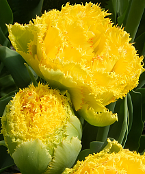 Тюльпан махровый бахромчатый Голден Гейт, 1 шт.