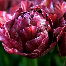 Тюльпан махровый поздний Ночной Дозор, 11/12, 1 шт.