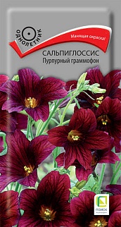 Сальпиглоссис Пурпурный граммофон, 0,1 г