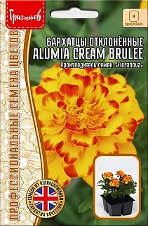 Бархатцы Alumia Cream Brulee (Алумия Крем-брюле), отклоненные, 5 шт.