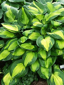 Хоста Капитан Кирк, 1 шт.