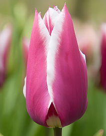 Тюльпан лилиецветный Клавдия, 11/12, 1 шт.