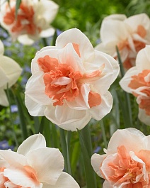 Нарцисс махровый Май Стори, 12/14, 1 шт.