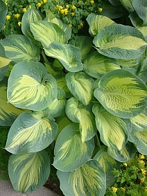 Хоста Грет Экспектейшнс, 1 шт.