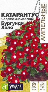 Катарантус Бургунди Хало, 7 шт. Ампельные Шедевры.