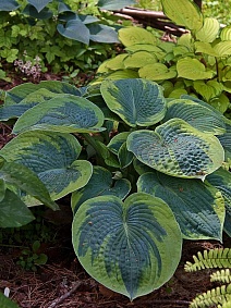 Хоста Токудама Флавоцирциналис, 1 шт.