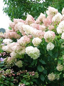 Гортензия метельчатая Мэджикал Свит Саммэ/ЦКорЛюкс 