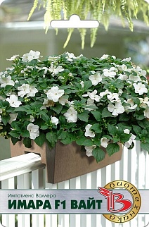 Бальзамин Импатиенс Валлера Имара F1 Вайт, 8 шт. Биотехника