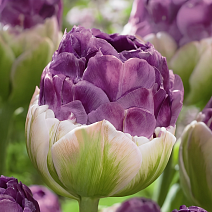 Тюльпан густомахровый Экскуист, 11/12, 1 шт.