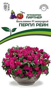 Бальзамин Уоллера F1 махровый Перпл Рейн, 5 шт.
