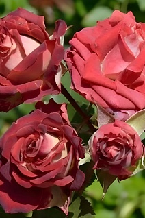 Роза спрей (миниатюрная) Тирамису/ЦКор