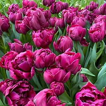 Тюльпан махровый ранний Элисон Бредли, 11/12, 1 шт.