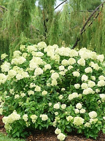 Гортензия метельчатая Литл Лайм