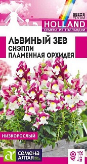Львиный зев Снэппи Пламенная орхидея, 10 шт.