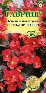 Бегония вечноцветущая Сенатор Скарлет F1, 4 шт. Элитная клумба. 