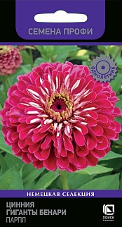 Цинния Гиганты Бенари Парпл, 10 шт. Семена профи.