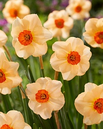 Нарцисс крупнокорончатый Альтруист, 12/14, 1 шт.