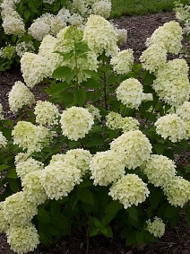 Гортензия метельчатая Литтл Спуки/ЦКорЛюкс