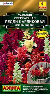 Сальвия Редди карликовая, смесь сортов, 7 шт.