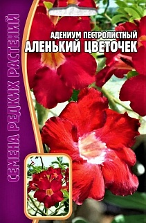 Адениум Аленький Цветочек, 3 шт.