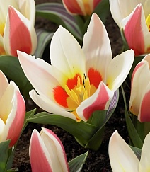 Тюльпан грейга Ауторити, 11/12, 1 шт.