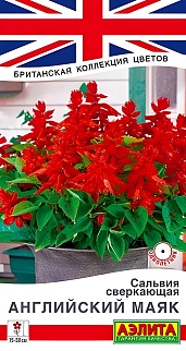 Сальвия сверкающая Английский маяк, 7 шт.