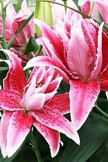 Лилия восточная махровая Roselily Лорена, 16/18, для выгонки, 1 шт.