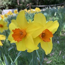 Нарцисс крупноцветковый гофрированный Брайт Корсаж, 12/14, 1 шт.