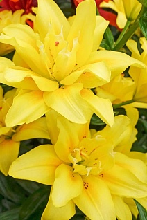 Лилия азиатская махровая Фата Моргана, 12/14, 1 шт.